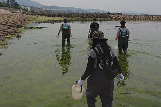 IMPACT Day 2017 大阪湾での生き物採取活動の様子